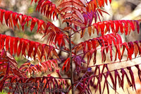 An original Art Print of a Sumac with Fiery Red Fall Leaves