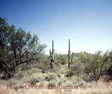 art print of tall cacti in sage brush