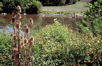 Teasel & Orange Jewel Weed along South Branch of Potomac River Art Print