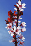 Thundercloud Plum Against a Blue Sky Botanical Art Print