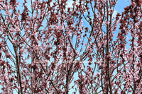 A botanical Print of Thundercloud Plum a Screen Against the Blue Sky
