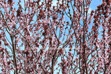 A botanical Print of Thundercloud Plum a Screen Against the Blue Sky