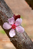 art Print of Thundercloud Plum a Single Blossom on the Branch