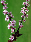 Thundercloud Plum Branch on a Green Background Art Print