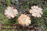 Trio of Mushrooms with Split Tops Art Print