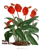 Art Print of the Anthurium Scherzerianum by Louis Van Houtte red flowers