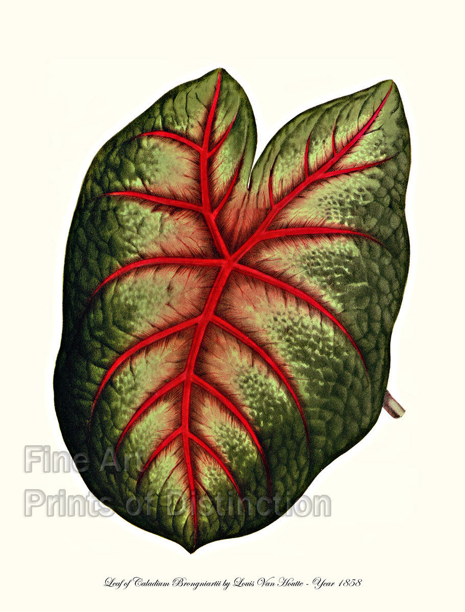 art Print of the Caladium Bicolor variety Brongniartii by Louis Van Houtte large red veined leaf