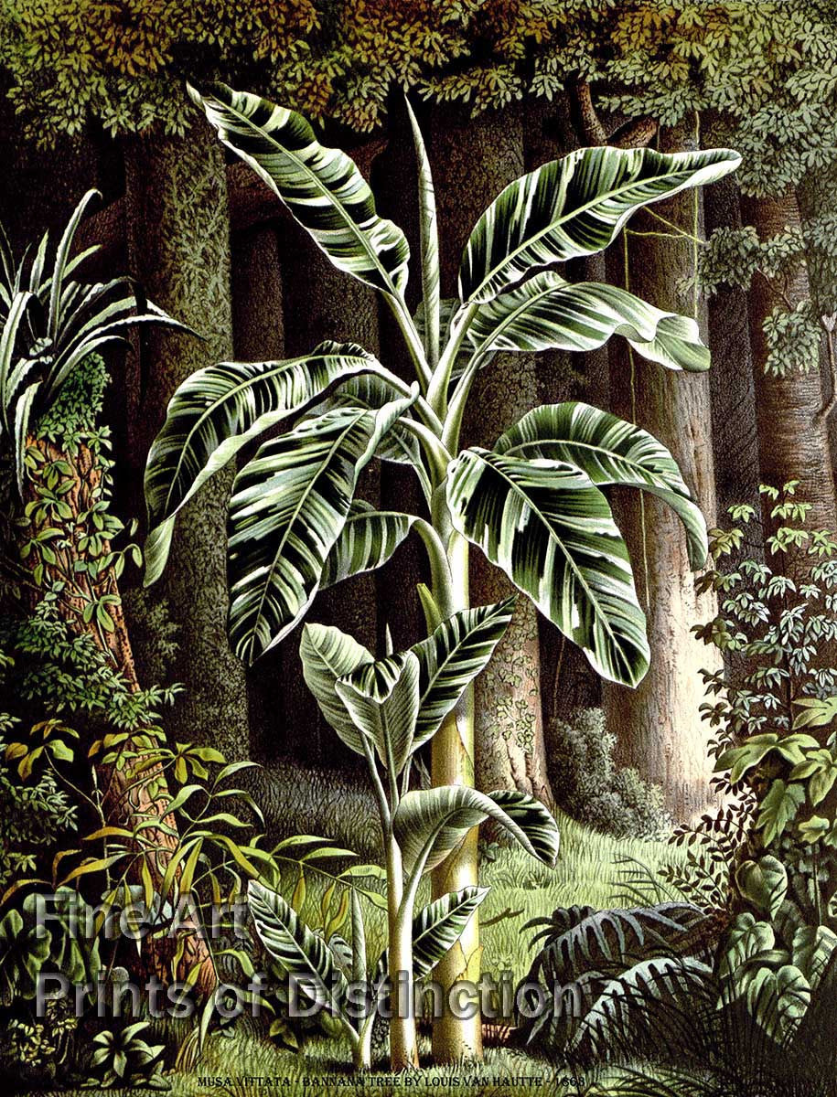 art Print of the Striped Leaf Banana Tree by Louis Van Houtte shown in the forest