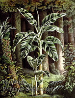 art Print of the Striped Leaf Banana Tree by Louis Van Houtte shown in the forest