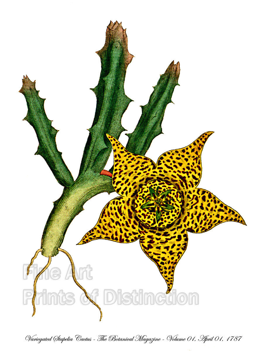 Variegated Stapelia Cactus from the Curtis Botanical Magazine large yellow and brown bloom