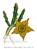 Variegated Stapelia Cactus from the Curtis Botanical Magazine large yellow and brown bloom
