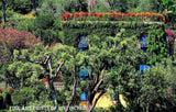 Vine Covered House with Flower Beds all Around Premium Art Print