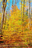 Art Print of Vivid Yellow Hickory Trees and Oaks in the Fall