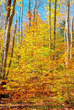 Art Print of Vivid Yellow Hickory Trees and Oaks in the Fall