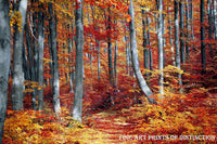 Art Print of A Walking Path Dividing an Orange and Red Fall Landscape