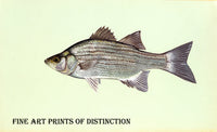 art Print of a White Bass with Glistening Scales from a painting