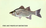 art Print of a White Bass with Glistening Scales from a painting