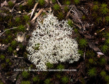 art print of White Lichen Among the Green Moss