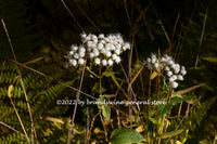 art print of White Wildflowers Among Ferns and Dried Grasses