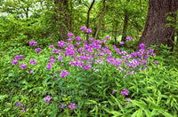 An Art Print of a country scene of wild phlox along the roadside