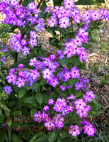 Wild Purple Phlox in roughly cross shape art print