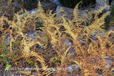art print of Fall Ferns in Rock Garden at Dusk