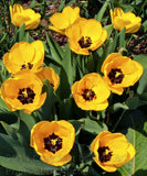 Tulips, Eleven Bright Yellow Blooms with black centers art print
